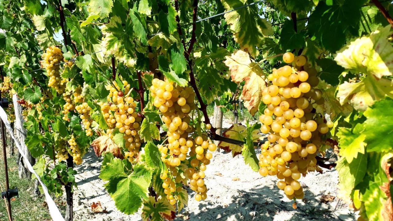 Gračišče Wine House Rakar旅馆 外观 照片